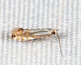 0727 - Phyllonorycter albanotella