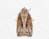 8974 - Black-olive Caterpillar Moth - Garella nilotica