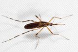 Gallinipper - Psorophora ciliata