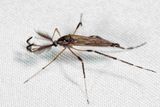 Gallinipper - Psorophora ciliata