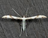 6157 - Mountain Plume Moth - Adaina montanus