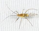Streaked River Birch Aphid - Calaphis betulella