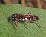 Xylotrechus aceris