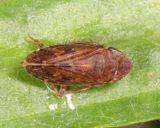 Aphrodes sp. 