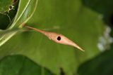 Amphibolips quercuscoelebs
