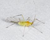 Euceraphis sp.
