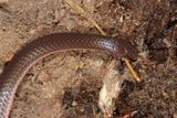 Eastern Worm Snake - Carphophis amoenus