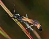 Ammophila pictipennis