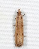2707 - Javelin Moth - Bactra verutana