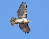 Red-tailed Hawk - Buteo jamaicensis