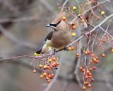 Cedar Waxwing - Bombycilla cedrorum