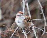 American Tree Sparrow - Spizelloides arborea