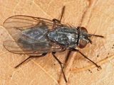 Muscina levida