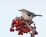 Northern Mockingbird - Mimus polyglottos