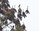 Red Crossbills - Loxia curvirostra