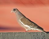 Bare-eyed Pigeon - Patagioenas corensis