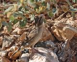  House Sparrow - Passer domesticus