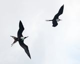  Magnificent Frigatebirds - Fregata magnificens