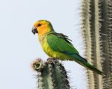 Brown-throated Parakeet - Eupsittula pertinax