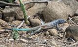  Bonaire Whiptail - Cnemidophorus ruthveni 