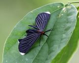 White-tipped Black Moth - Melanchroia chephise