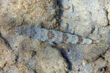 Sand Diver - Synodus intermedius