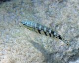 Harlequin Bass - Serranus tigrinus