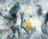 Caribbean Ocean Surgeonfish - A Ccanthurus tractus