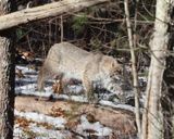 Bobcat - Lynx rufus