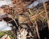 Winter Wren - Troglodytes hiemalis