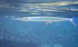 Crocodile Needlefish - Tylosurus crocodilus