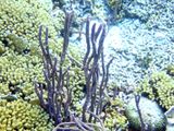Yellow Pencil Coral - Madracis auretenra