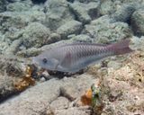 immature Queen Parrotfish - Scarus vetula