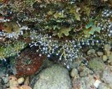 Christmas Tree Hydroid - Pennaria disticha