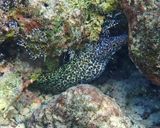 Spotted Moray - Gymnothorax moringa