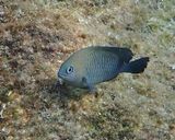 Dusky Damselfish - Stegastes adustus