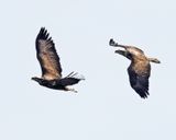 Bald Eagle - Haliaeetus leucocephalus