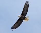 Bald Eagle - Haliaeetus leucocephalus