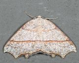 6885 - Oak Besma - Besma quercivoraria