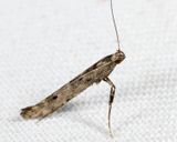 0640 - Caloptilia strictella