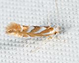 0734 -  Golden Elm Leafminer - Phyllonorycter argentinotella
