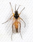 Docosia dichroa