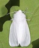 8140 - Fall Webworm Moth - Hyphantria cunea