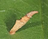 1272 - Chestnut Casebearer Moth - Coleophora leucochrysella