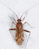Phytocoris quercicola