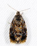 2832 - Olethreutes albiciliana
