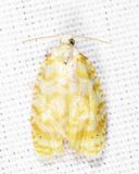 3503  Oak Leaftier Moth  Acleris semipurpurana