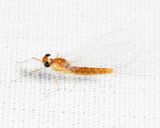 Ephemerella dorothea