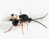 Amphibolips sp.