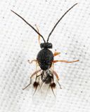 Amphibolips sp.